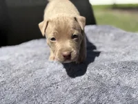 Faye, a female American Pit Bull Terrier for sale in Port Saint Lucie, FL – Photo 3 of 5