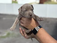 Faye, a female American Pit Bull Terrier for sale in Port Saint Lucie, FL – Photo 2 of 5