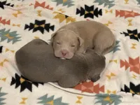 Faye, a female American Pit Bull Terrier for sale in Port Saint Lucie, FL – Photo 4 of 5