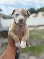 Bravo, a male American Pit Bull Terrier for sale in Port Saint Lucie, FL – Photo 3 of 4