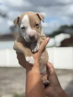 Bravo, a male American Pit Bull Terrier for sale in Port Saint Lucie, FL – Photo 2 of 4