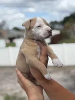 Bravo, a male American Pit Bull Terrier for sale in Port Saint Lucie, FL – Photo 4 of 4