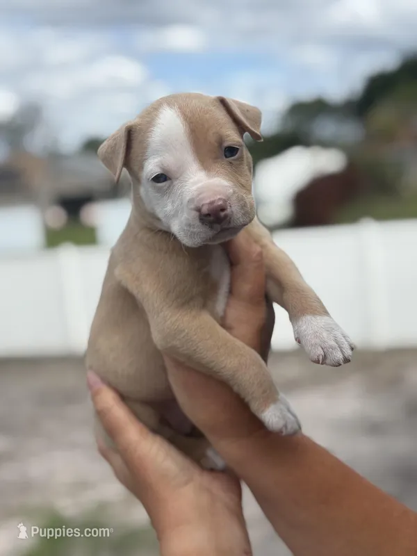 Bravo – American Pit Bull Terrier puppy for sale in Port Saint Lucie, FL
