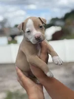 Bravo, a male American Pit Bull Terrier for sale in Port Saint Lucie, FL – Photo 1 of 4