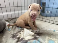 Scott, a male American Pit Bull Terrier for sale in Port Saint Lucie, FL – Photo 6 of 6