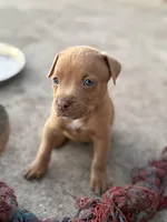 Scott, a male American Pit Bull Terrier for sale in Port Saint Lucie, FL – Photo 2 of 6