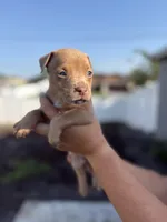 Scott, a male American Pit Bull Terrier for sale in Port Saint Lucie, FL – Photo 4 of 6