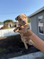 Scott, a male American Pit Bull Terrier for sale in Port Saint Lucie, FL – Photo 3 of 6