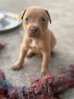 Scott, a male American Pit Bull Terrier for sale in Port Saint Lucie, FL – Photo 1 of 6