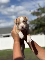 Van, a male American Pit Bull Terrier for sale in Port Saint Lucie, FL – Photo 2 of 7