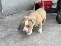 Van, a male American Pit Bull Terrier for sale in Port Saint Lucie, FL – Photo 5 of 7