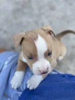 Van, a male American Pit Bull Terrier for sale in Port Saint Lucie, FL – Photo 4 of 7