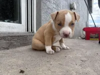 Van, a male American Pit Bull Terrier for sale in Port Saint Lucie, FL – Photo 6 of 7