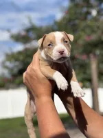 Van, a male American Pit Bull Terrier for sale in Port Saint Lucie, FL – Photo 3 of 7