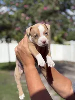 Van, a male American Pit Bull Terrier for sale in Port Saint Lucie, FL – Photo 1 of 7