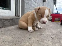 Van, a male American Pit Bull Terrier for sale in Port Saint Lucie, FL – Photo 7 of 7