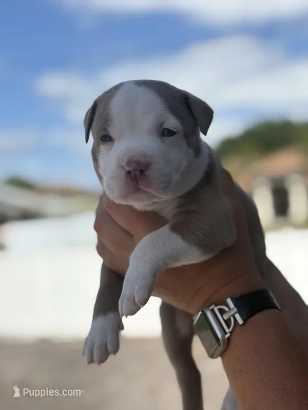 Tito – American Pit Bull Terrier puppy on hold in Port Saint Lucie, FL