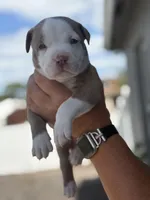 Tito, a male American Pit Bull Terrier for sale in Port Saint Lucie, FL – Photo 2 of 5