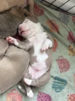 Tito, a male American Pit Bull Terrier for sale in Port Saint Lucie, FL – Photo 5 of 5