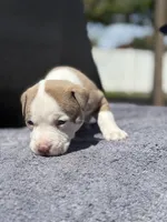 Tito, a male American Pit Bull Terrier for sale in Port Saint Lucie, FL – Photo 3 of 5