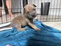 Thor, a male American Pit Bull Terrier for sale in Port Saint Lucie, FL – Photo 8 of 8