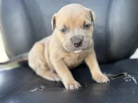 Thor, a male American Pit Bull Terrier for sale in Port Saint Lucie, FL – Photo 3 of 8