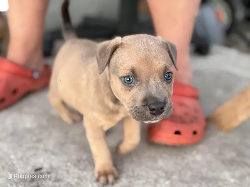 Thor – American Pit Bull Terrier puppy for sale in Port Saint Lucie, FL