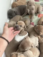 Thor, a male American Pit Bull Terrier for sale in Port Saint Lucie, FL – Photo 7 of 8