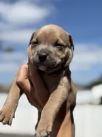 Thor, a male American Pit Bull Terrier for sale in Port Saint Lucie, FL – Photo 2 of 8