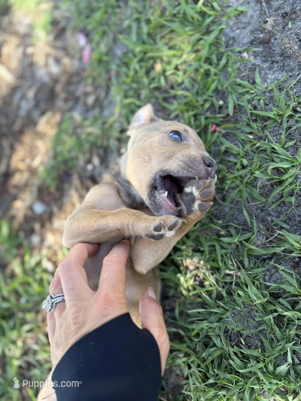Thor – American Pit Bull Terrier puppy for sale in Port Saint Lucie, FL
