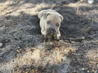 Thor, a male American Pit Bull Terrier for sale in Anoka, MN – Photo 5 of 10