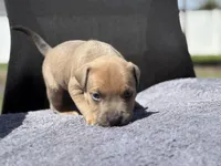 Thor, a male American Pit Bull Terrier for sale in Port Saint Lucie, FL – Photo 4 of 8