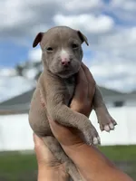 TJ, a male American Pit Bull Terrier for sale in Port Saint Lucie, FL – Photo 2 of 6