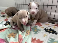 TJ, a male American Pit Bull Terrier for sale in Port Saint Lucie, FL – Photo 6 of 6