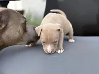 TJ, a male American Pit Bull Terrier for sale in Port Saint Lucie, FL – Photo 5 of 6