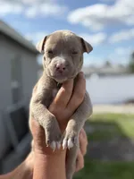 TJ, a male American Pit Bull Terrier for sale in Port Saint Lucie, FL – Photo 1 of 6
