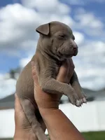 TJ, a male American Pit Bull Terrier for sale in Port Saint Lucie, FL – Photo 4 of 6