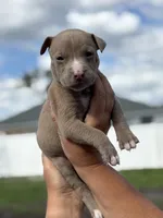 TJ, a male American Pit Bull Terrier for sale in Port Saint Lucie, FL – Photo 3 of 6