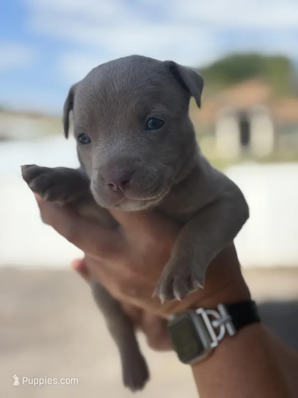 Todd – American Pit Bull Terrier puppy for sale in Port Saint Lucie, FL
