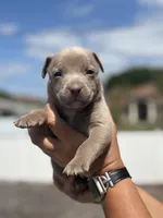 Todd, a male American Pit Bull Terrier for sale in Port Saint Lucie, FL – Photo 3 of 3