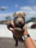 Todd, a male American Pit Bull Terrier for sale in Port Saint Lucie, FL – Photo 2 of 3