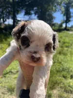 Jill, a female Cockapoo for sale in Scranton, AR – 3 of 3