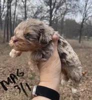 Maggie, a female Cockapoo for sale in Scranton, AR – Photo 2 of 4