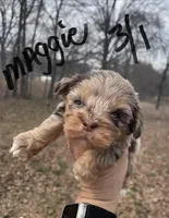 Maggie, a female Cockapoo for sale in Scranton, AR – Photo 1 of 4