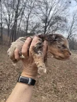 Maggie, a female Cockapoo for sale in Scranton, AR – Photo 4 of 4