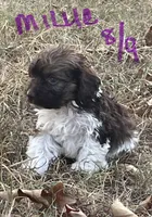 Millie, a female Cockapoo for sale in Scranton, AR – 3 of 3