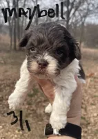 Maybell , a female Cockapoo for sale in Scranton, AR – Photo 1 of 4