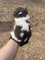 Maybell , a female Cockapoo for sale in Scranton, AR – Photo 4 of 4