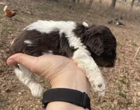 Maybell , a female Cockapoo for sale in Scranton, AR – Photo 2 of 4