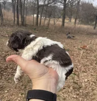 Maybell , a female Cockapoo for sale in Scranton, AR – Photo 3 of 4